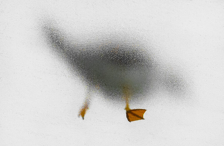 Roald Synnevåg - Roald-Synnevag_Plattfot-3